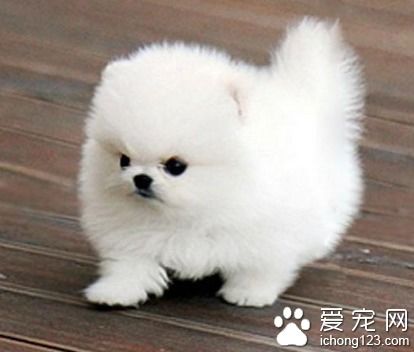 小型犬品种大全 信息图文欣赏 信息村 K0w0m Com