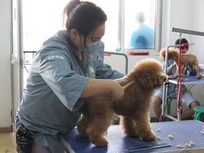 宠物美容培训哪里好