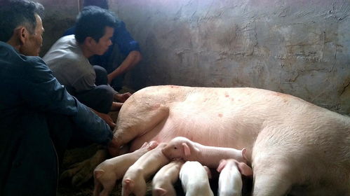 第一胎母猪难产怎么办 母猪头胎难产怎么办 本文有详细讲解