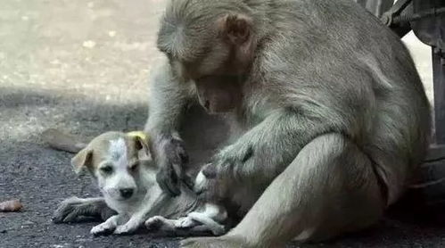 一只猴子收养了一只流浪狗,她的母爱让路过的行人纷纷落泪