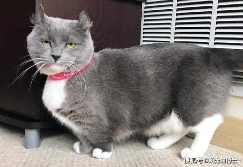 宠物猫之殇 与健康搭不上边的短腿曼基康