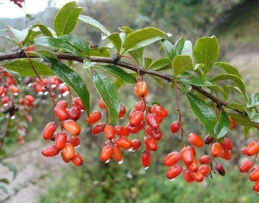 园艺疗法 九九重阳节与这些植物息息相关 茱萸 