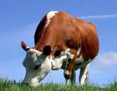 属牛人 十牛九不全,生肖牛出生在这两个月份,命最好