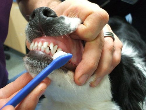 想给狗狗刷牙,要从幼犬开始养成习惯,主人该如何让幼犬习惯刷牙