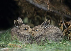 养兔技术 提高仔兔成活率的十二个措施