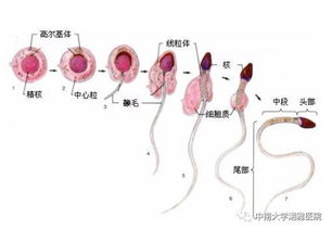 所有男人的精子都是三个月前的 那个跑赢几亿兄弟的你现在好吗