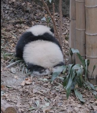 大熊猫的走路方式(大熊猫走路的姿势是怎样的)