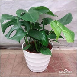 吸甲醛的植物有哪些,哪些植物可以吸甲醛，净化空气