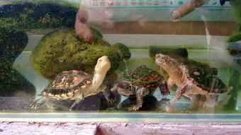 乌龟缸布景的话,龟龟会吃水草吗 