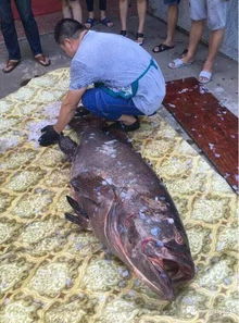 177斤黑褐色大鱼被平潭渔民发现 每斤120元卖出 