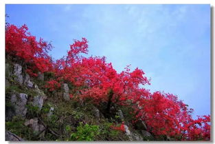 登富阳云台山,赏杭州周边最好的杜鹃花谷