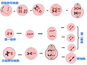 三代 试管婴儿 对高龄妇女有用吗