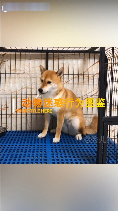 动物搞笑名场面 如此豪横的柴犬,你还没见过吧 