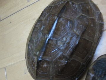 我家的乌龟脱壳了 还是生病了 看照片