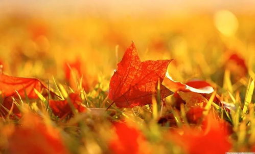 秋天的落叶 ,秋天的记忆 树叶 