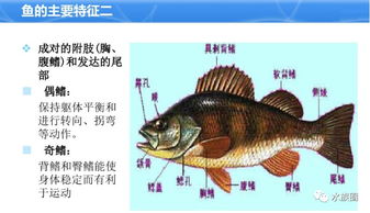 80 的人都不知道这些鱼类基础知识,水族圈一个PPT带你看