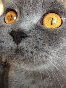 为什么猫的眼睛会一日三变 