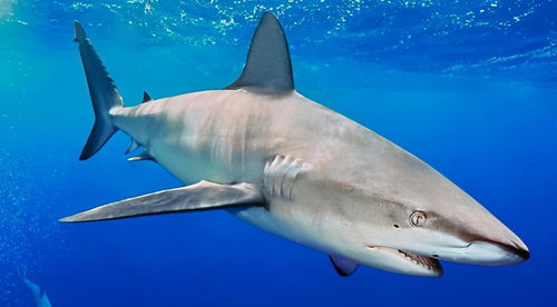 活过5亿年的鲨鱼,为什么如今却需要保护 人类又干了什么