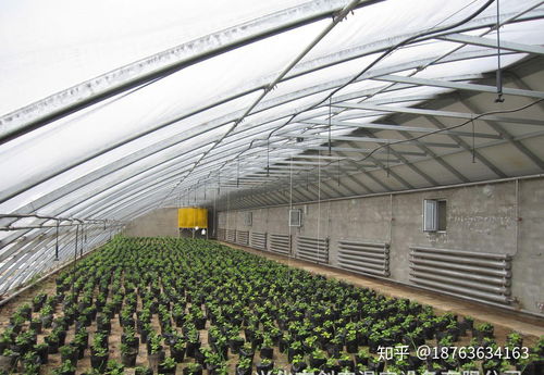 花卉栽培的温室技术 兰州新区农投花卉产业基地三号智能温室具体位置