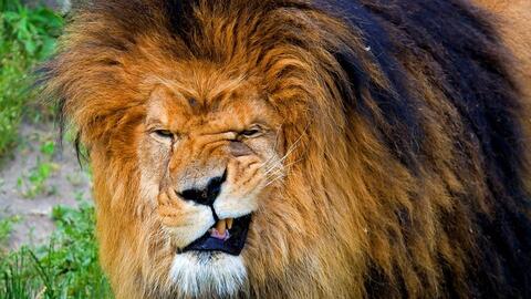 年度最佳短片,首次亮相 雄狮王者归来 动物世界都没有播放过