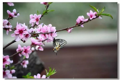 今日清明,感恩传承,拥抱自然 