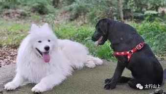 一只黑狗和一只白狗,在这个世界上学会适者生存.......