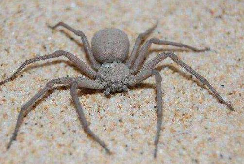 地球上10大毒蜘蛛,第一攻击性极强会致命,你知道几种