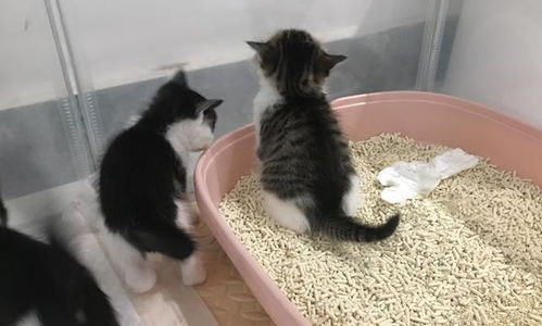 猫咪不喜欢在猫砂盆排泄,大多数是这7个原因,你搞懂了吗