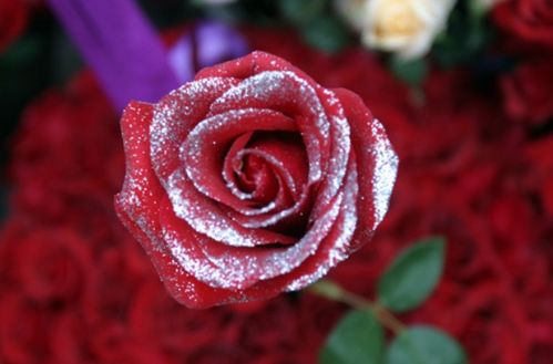 玫瑰花的品种有哪些,玫瑰花种类图片及名称