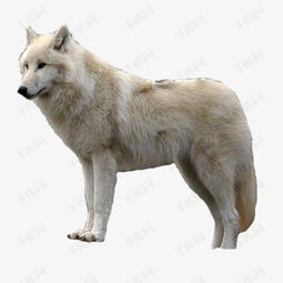 野狼雪狼孤狼动物素材图片免费下载 高清漂浮素材png 千库网 图片编号7131127 