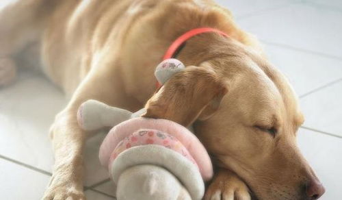 科学家说 从狗狗这5大 睡觉位置 ,可以看出它爱不爱你