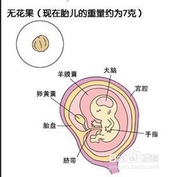 怀孕第三个月的症状(怀孕三个月症状有哪些)