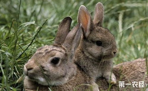 兔子容易得什么病 兔子常见病的防治技术