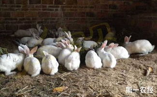 怎样养好兔子 兔子养殖的四季管理