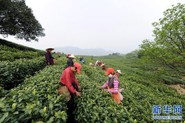 疫情安吉白茶今年采茶工,自己来的采茶工发什么了意外算谁的责任？