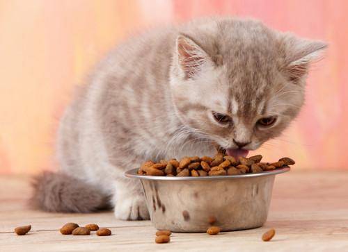 猫咪挑食 不吃饭 暴饮暴食是什么原因
