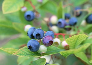 这么好吃的蓝莓,你知道它的保存方法么 