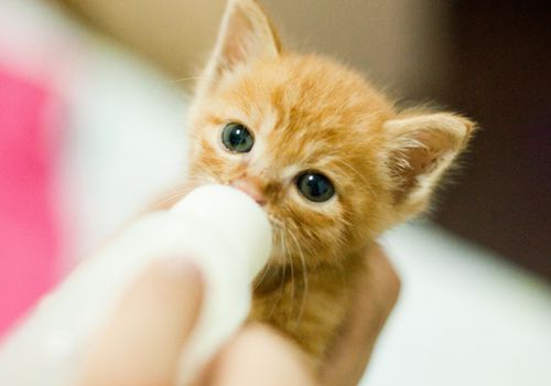 一个月大的橘猫吃什么,一个月大的橘猫能喝羊奶粉吗