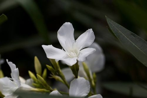 用门前的造句—门前开着一大片五颜六色的鲜花仿写句子海面上？