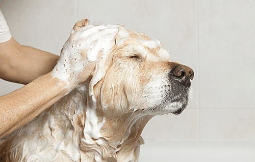 狗狗洗澡注意事项 