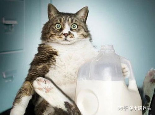 两个月猫咪可以喝酸奶嘛 