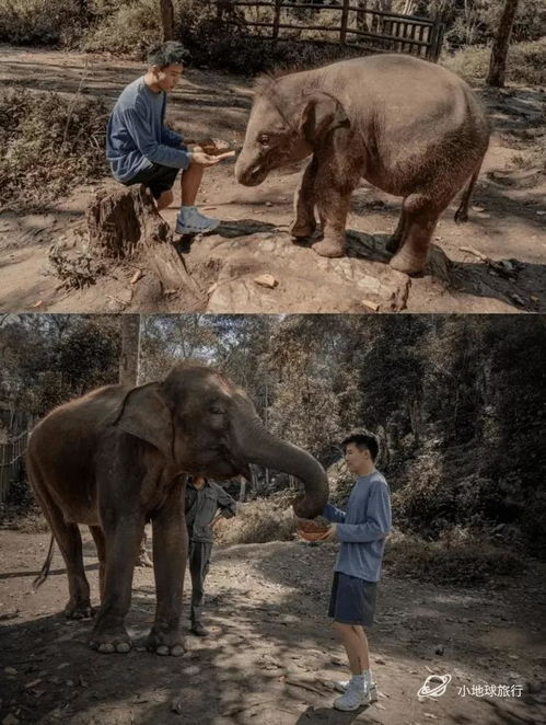 给深爱中国野生动物的你,20个行程盘点 生活 