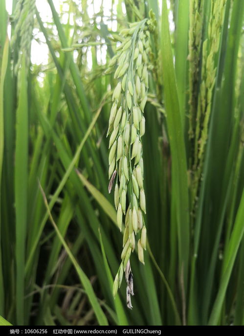 水稻是什么植物