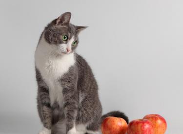 猫咪可以吃水果吗