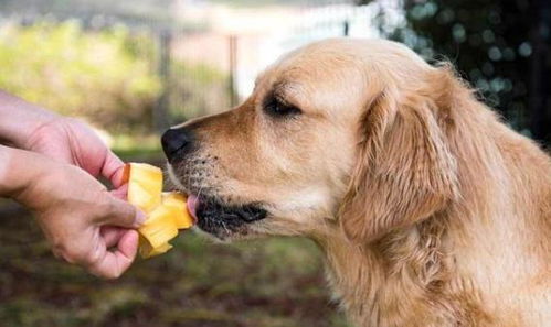 这5种水果对狗狗来说就是 毒药 般的存在