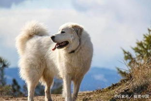 白色的狗有哪些 十大白色狗狗品种 又可爱又好看 喜欢吗 