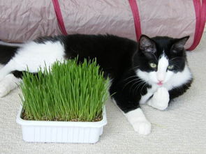 猫便秘喂猫草,猫便秘吃草拉屎