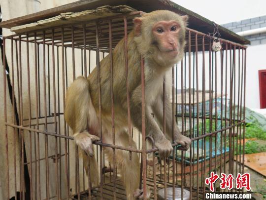云南一店家圈养国家保护动物8年当宠物