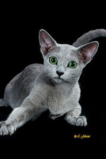 蓝猫是蓝眼还是黄眼 