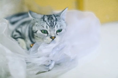 猫咪为什么会吃塑料袋